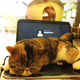 Illustration for article titled Cat Cafes Dont Get Much Cuter Than This